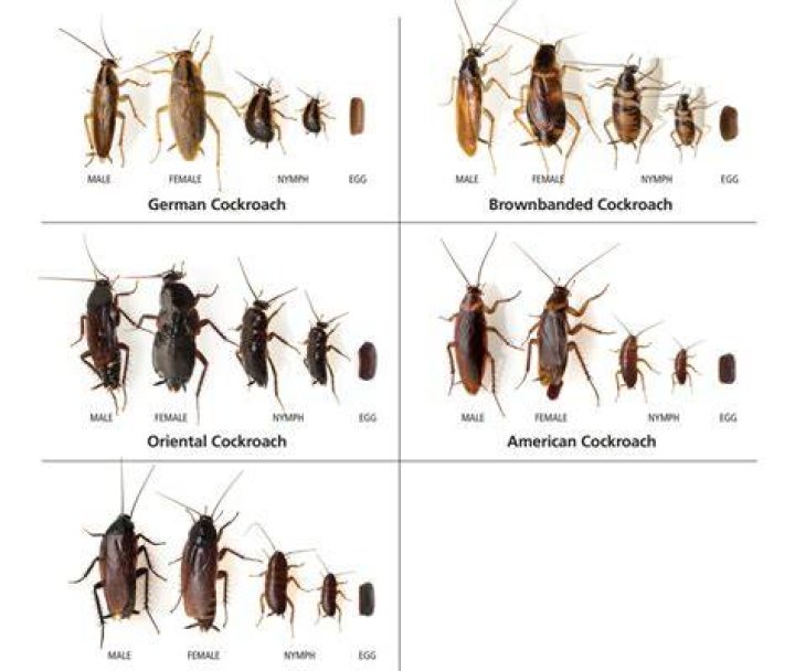 Do roaches come inside when cold