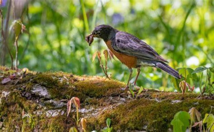 Do robins migrate from Wisconsin