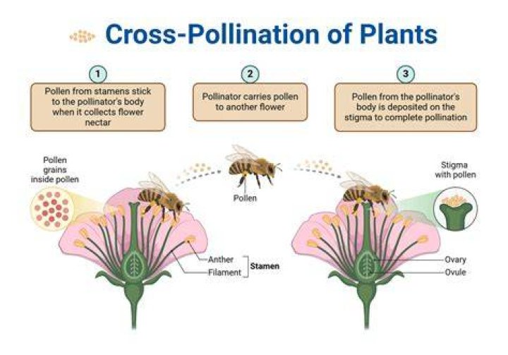 Do roses cross pollinate