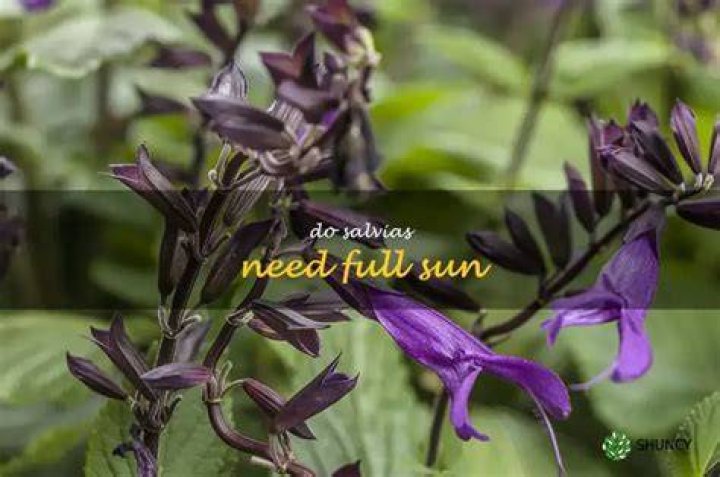Do Salvias need full sun