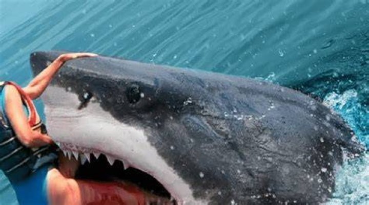 Do sharks hunt humans