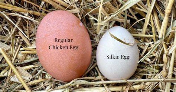 Do Silkie chicken lay eggs