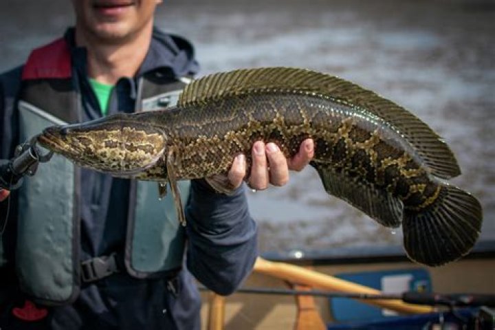 Do snakeheads attack humans