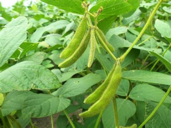 Do soybeans need potash