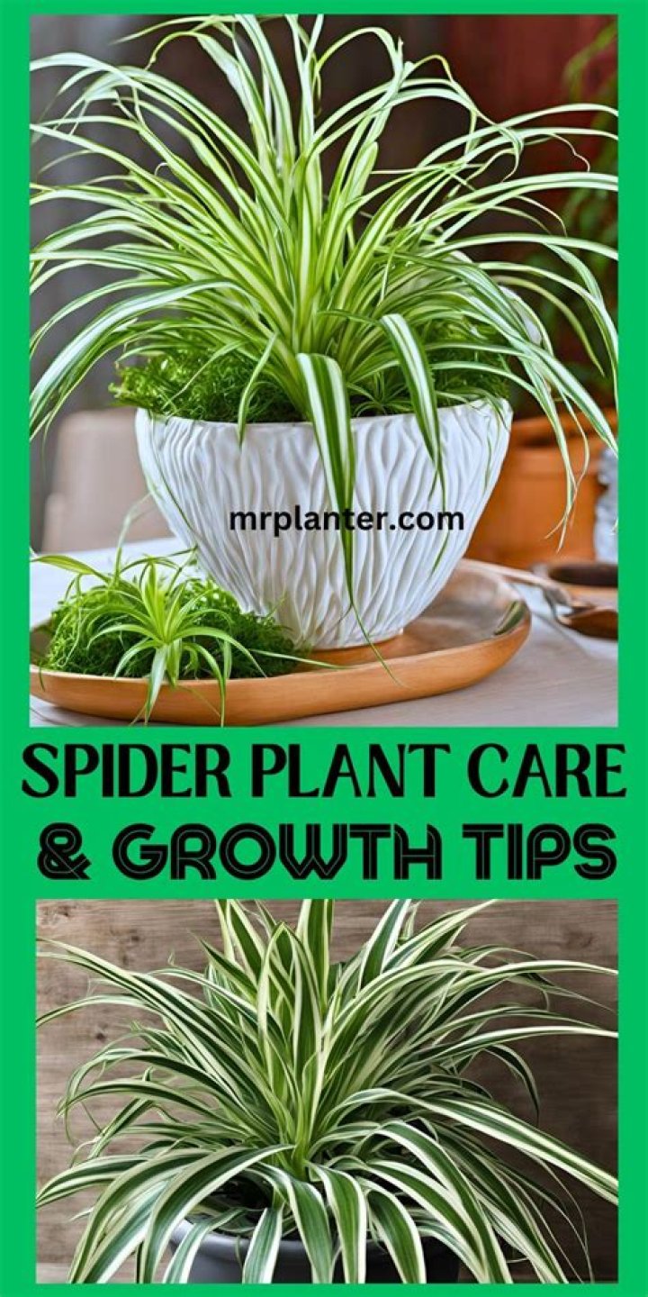 Do spider plants like to be pot bound