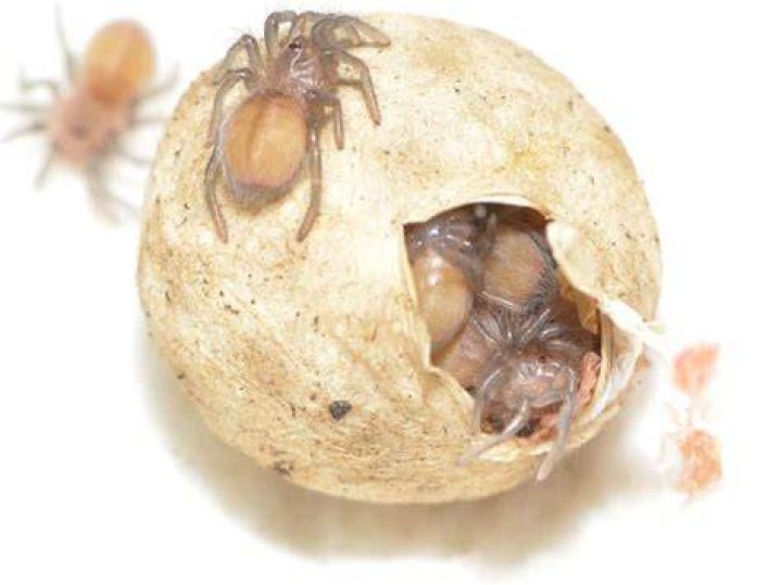 Do spiders hatch from eggs