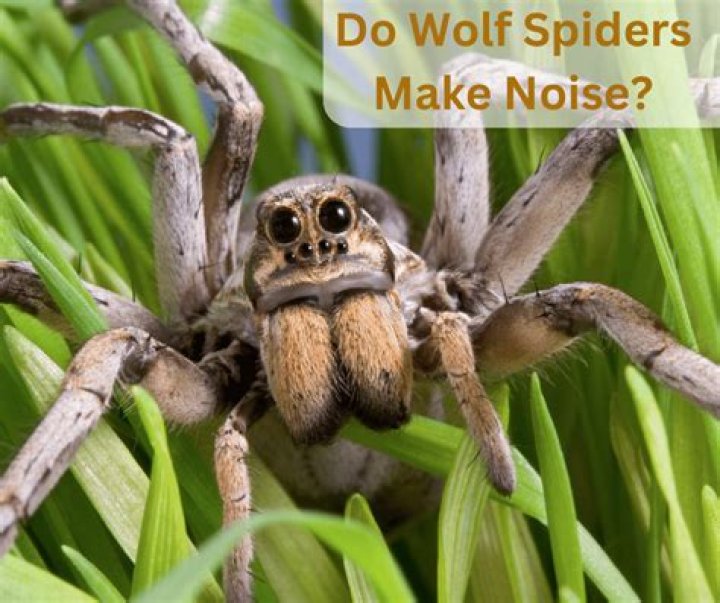 Do spiders make a nest