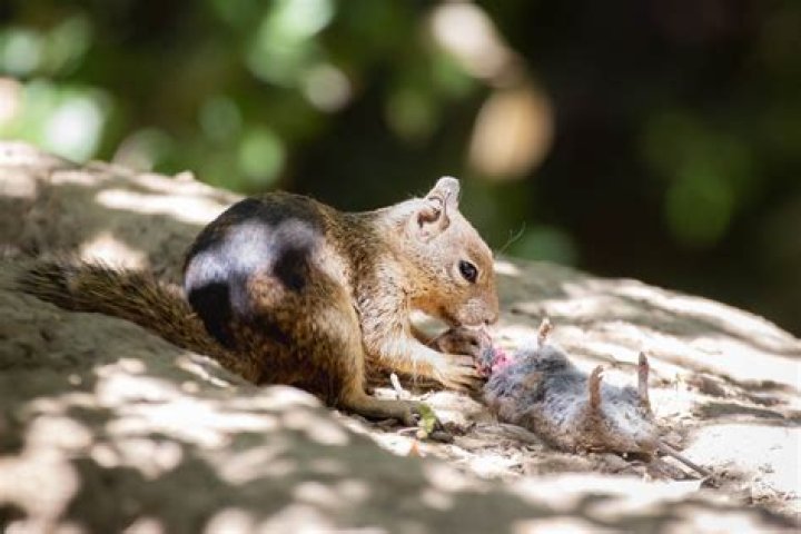 Do squirrels eat pyracantha