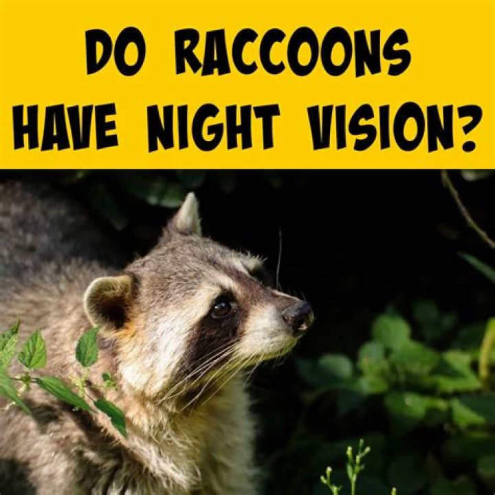 Do squirrels have night vision