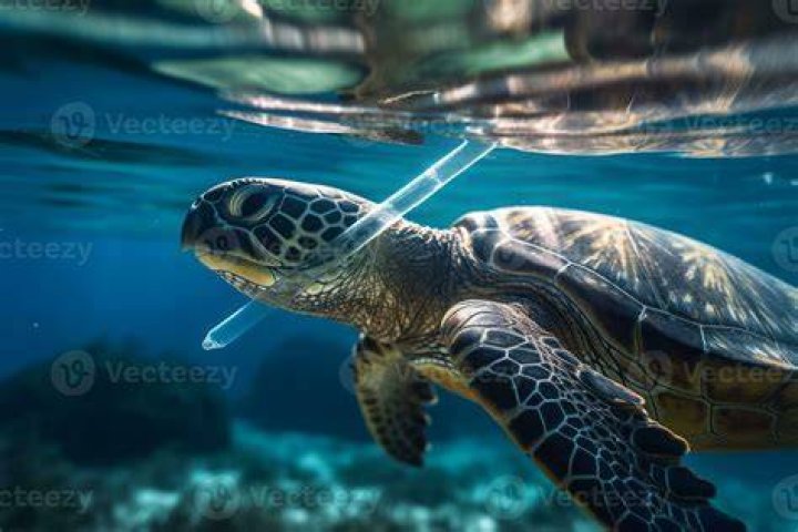 Do straws really hurt turtles
