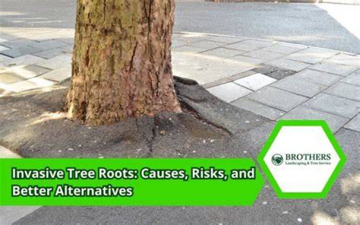 Do sycamore trees have invasive roots