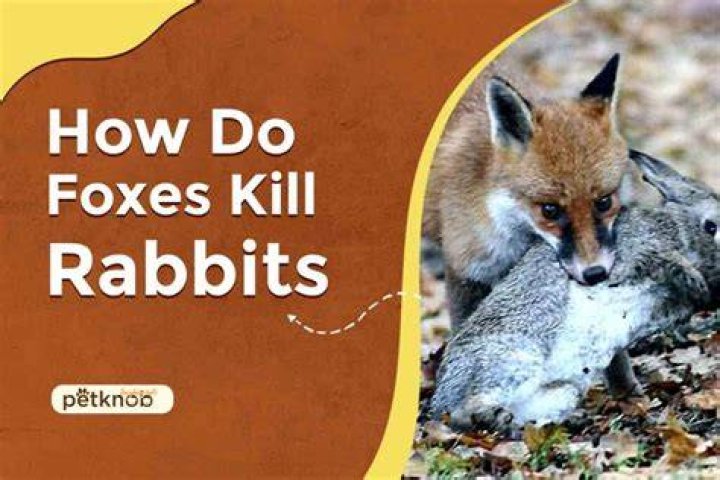 Do they kill rabbits for fur