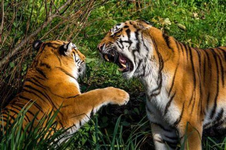 Do tigers have enemies