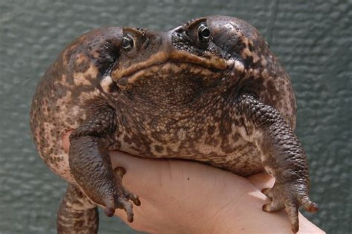 Do toads eat tarantulas