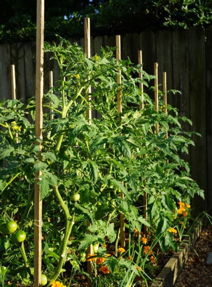 Do tomato plants need support