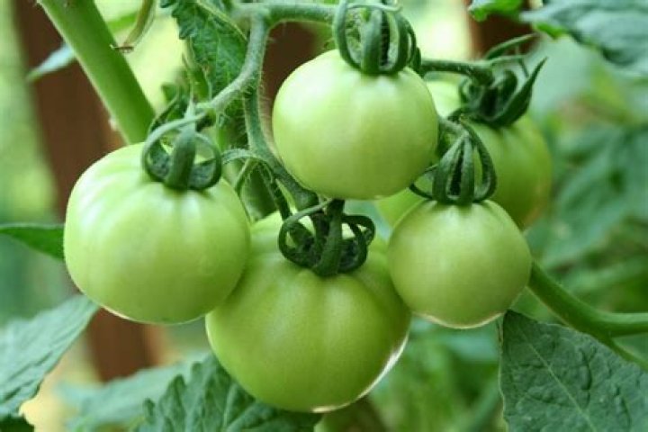 Do tomatoes contain solanine