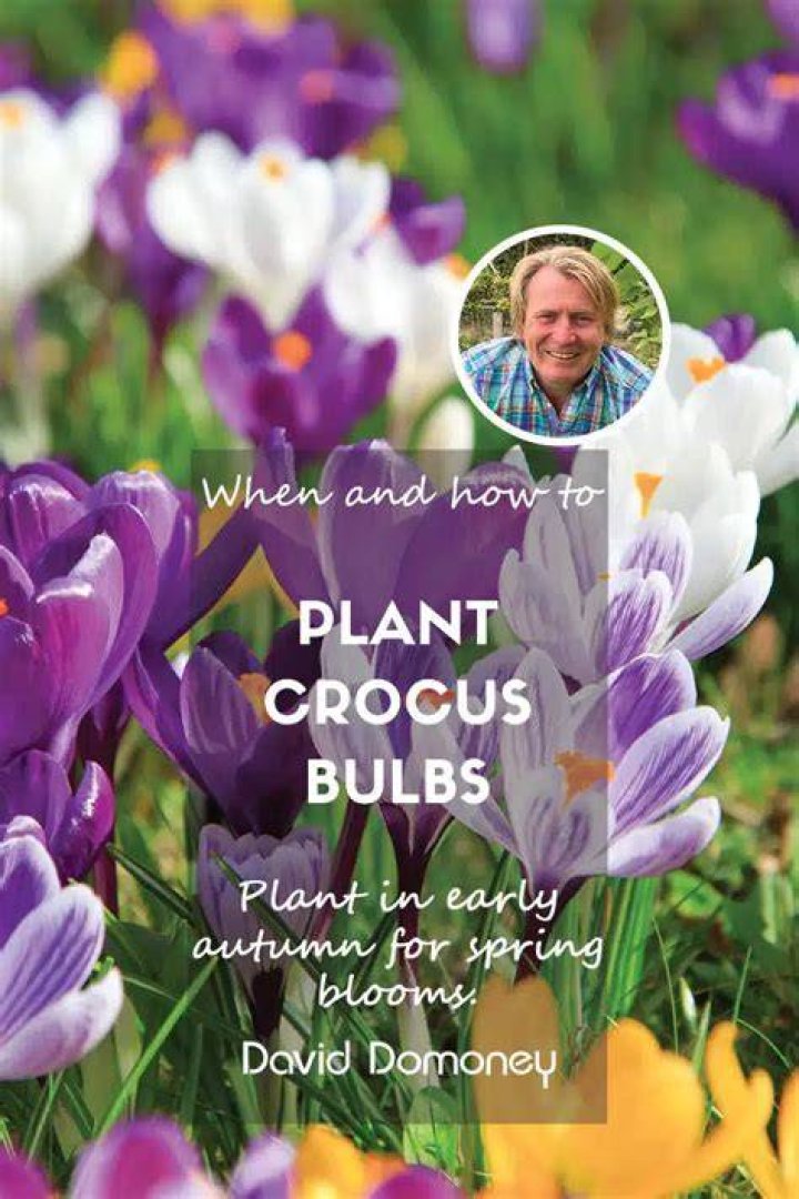 Do tulips naturalise