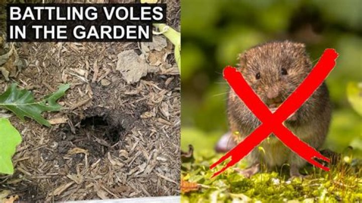 Do Voles eat plants