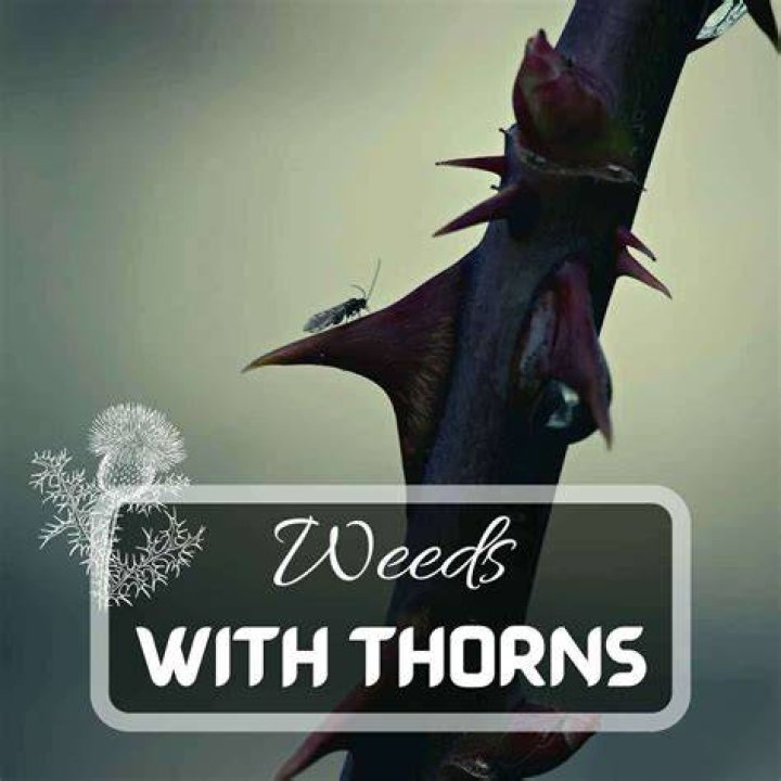 Do weeds have thorns