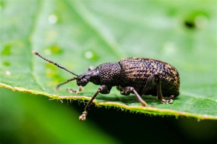 Do weevils live in beds