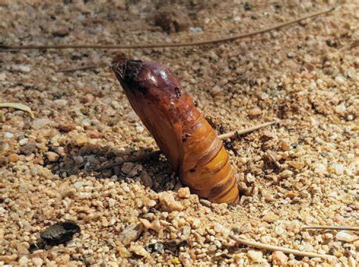 Do witchetty grubs bite