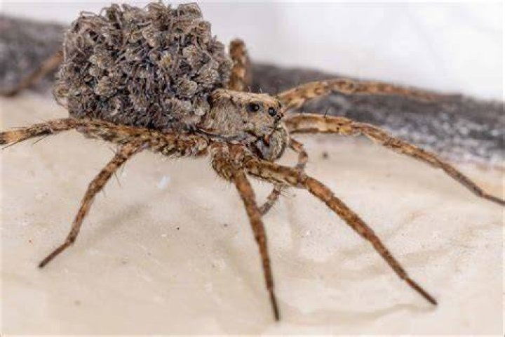 Do wolf spiders live in Minnesota