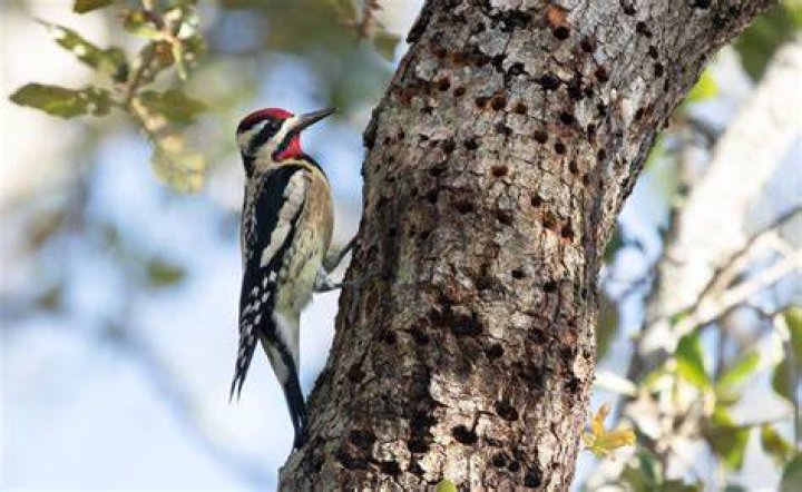 Do yellow bellied sapsuckers affect trees