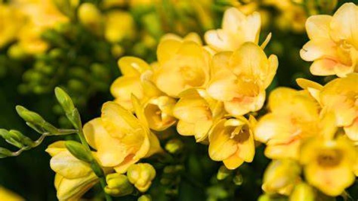 Do yellow bells need full sun