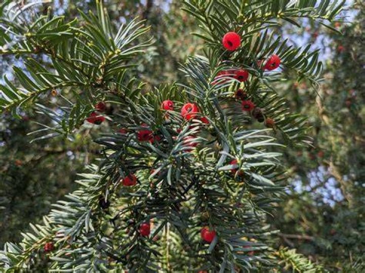 Do yew trees have berries