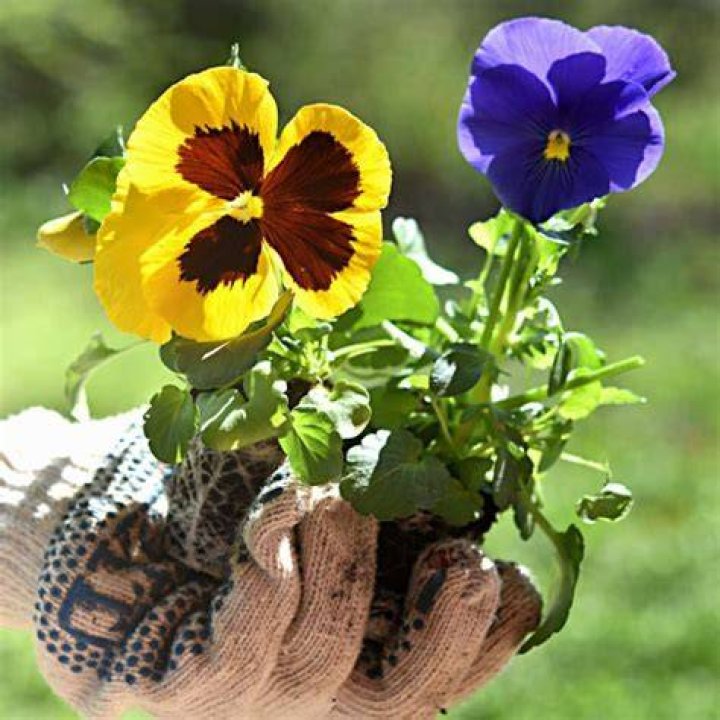 Do you deadhead pansies