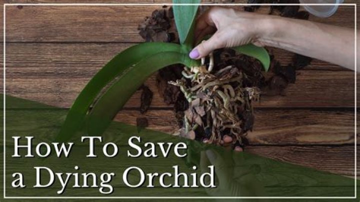 Do you pull off an orchid dead flowers