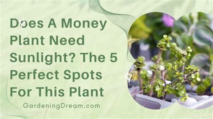 Does a money tree need direct sunlight