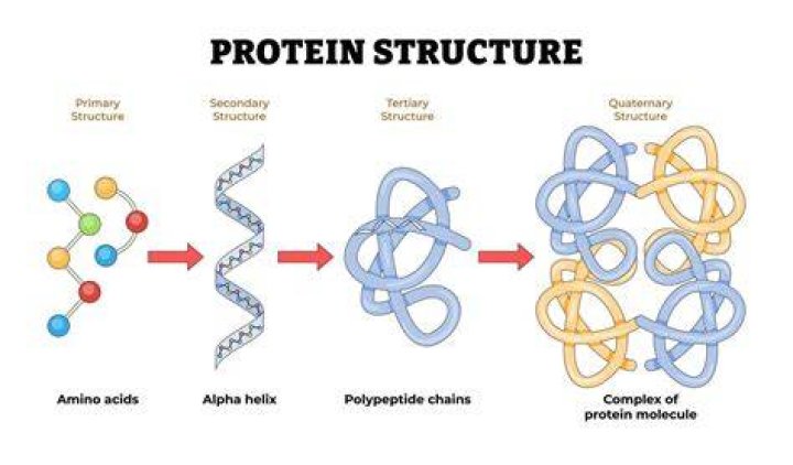Does actin have a quaternary structure