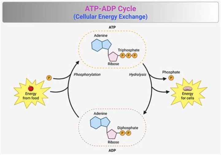 Does ADP store energy