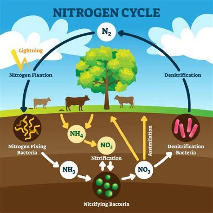 Does alfalfa need nitrogen