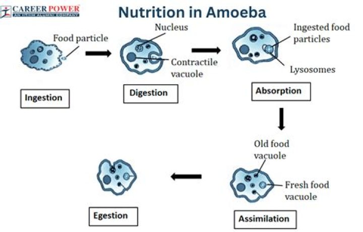 Does an amoeba require energy