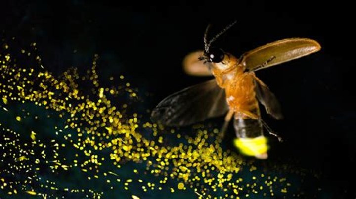 Does Austin Texas have fireflies