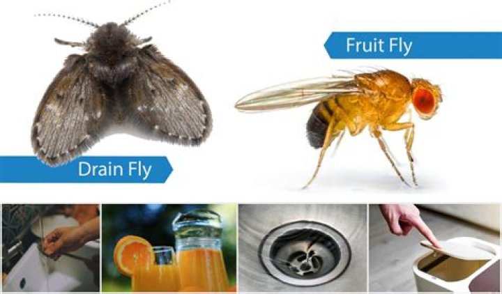 Does balsamic vinegar attract flies