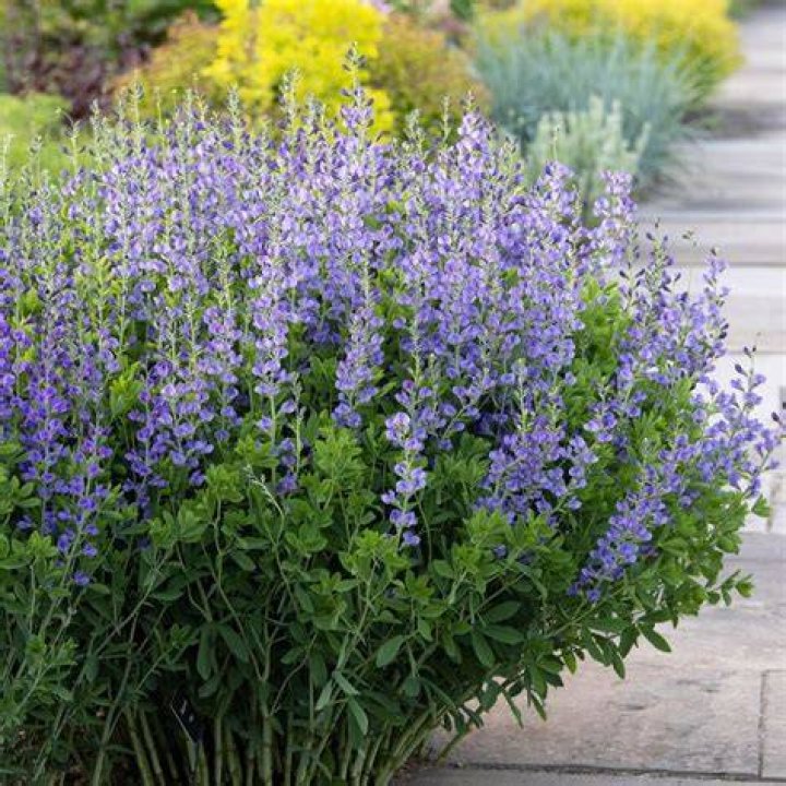 Does Baptisia need full sun