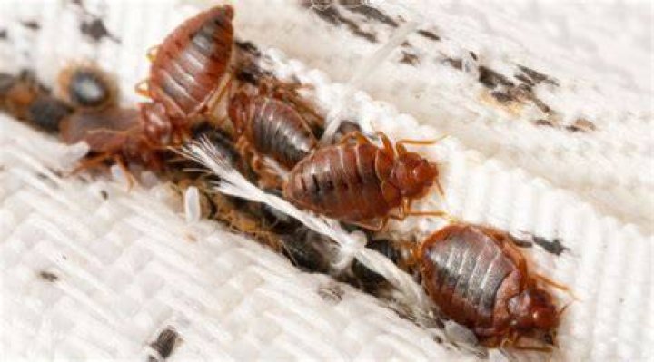 Does bed bug registry still work
