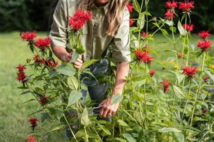Does bee balm grow in Texas