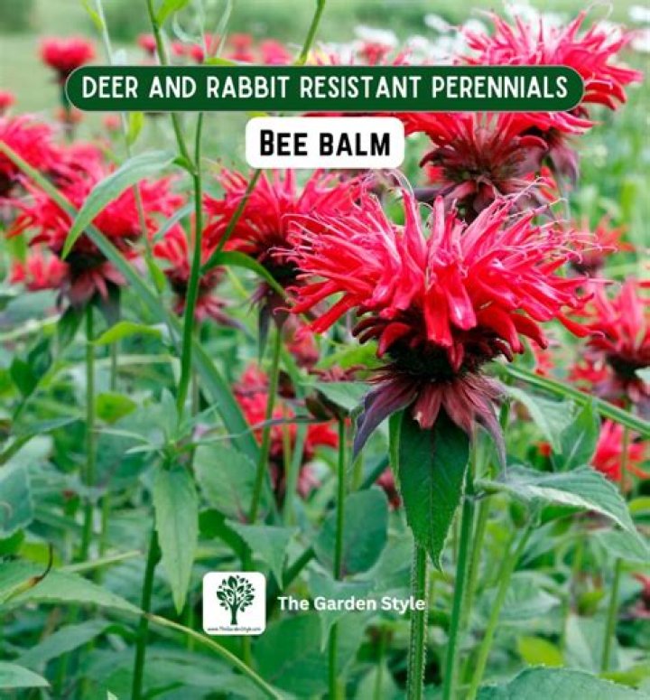Does bee balm repel deer