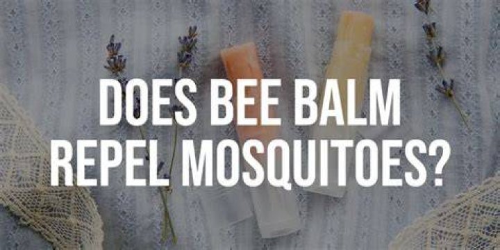 Does bee balm repel mosquitoes