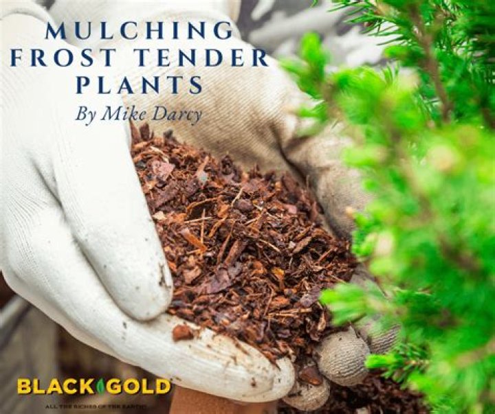 Does black mulch kill plants