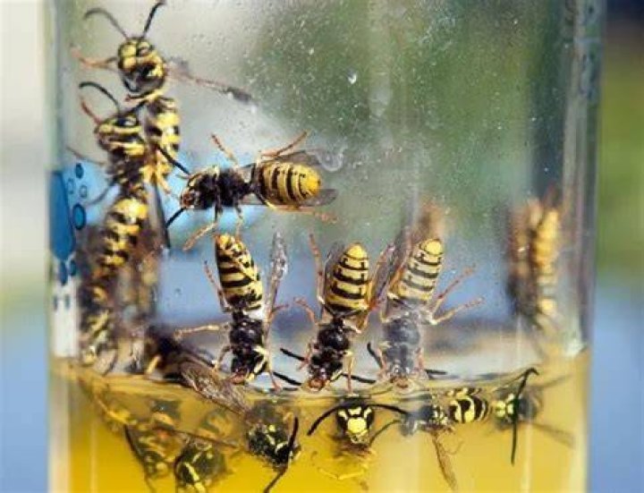 Does boiling water kill wasps