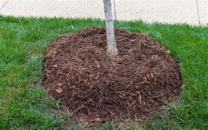 Does Brown mulch have dye in it
