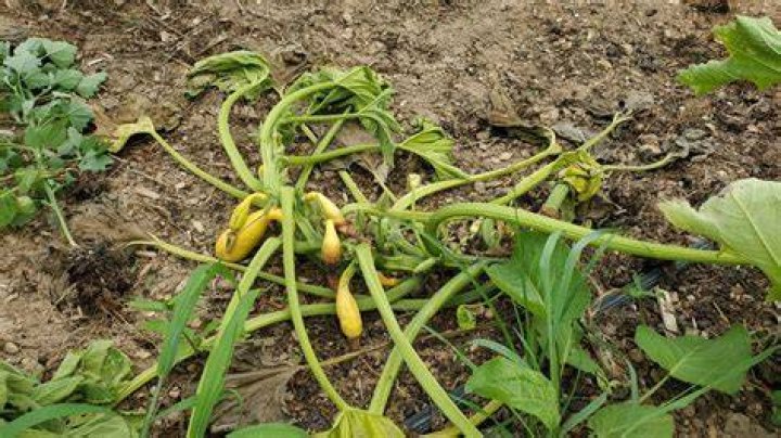 Does BT kill squash vine borers