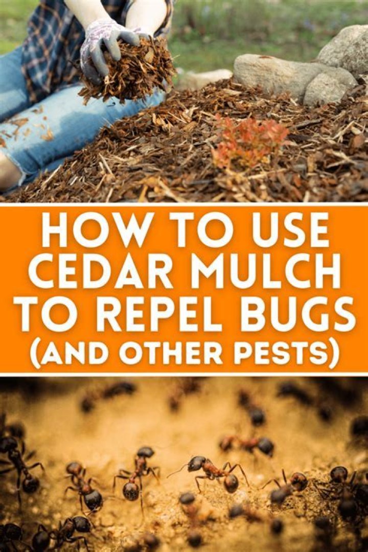 Does cedar mulch repel mice