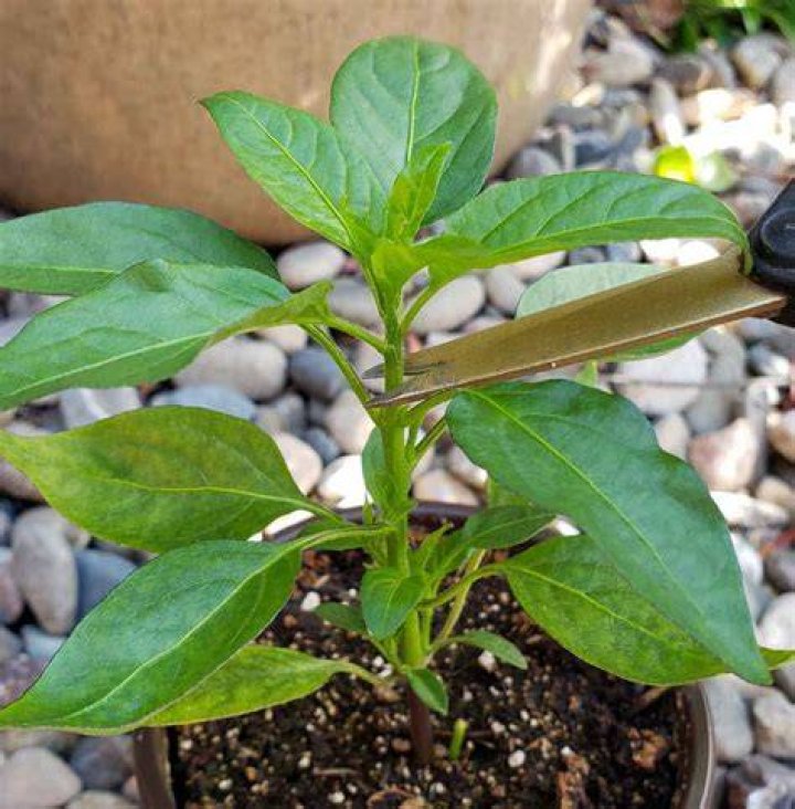 Does chilli plant reproduce