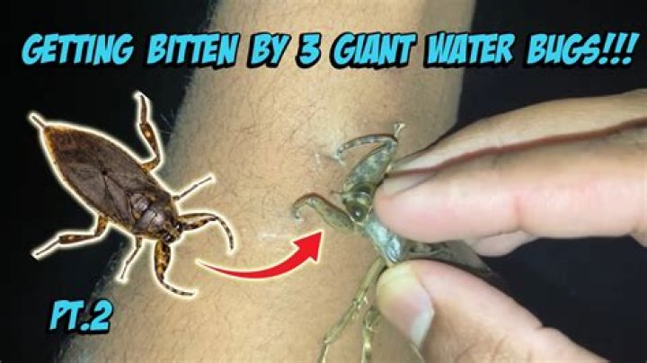 Does chlorine kill water bugs